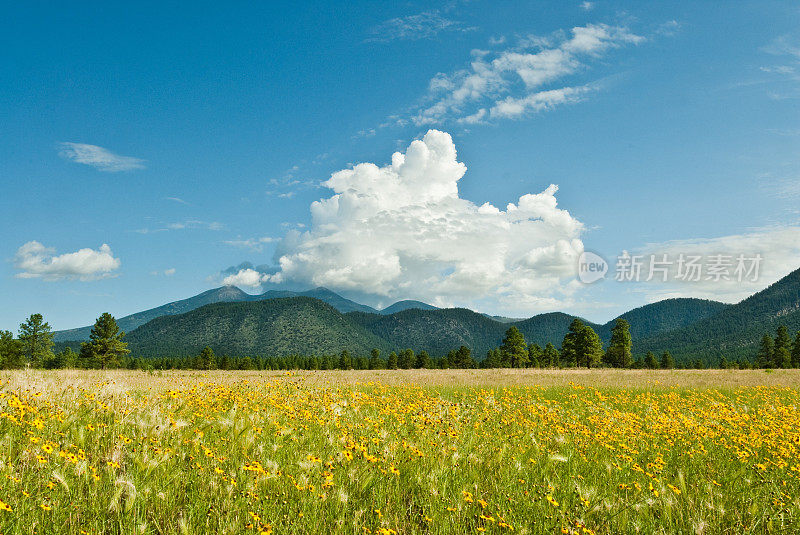 Meadow of Sunflowers and the San Francisco Peaks